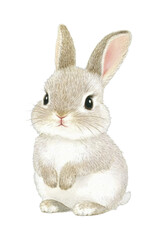 Fototapeta premium Adorable fluffy bunny with big ears and whiskers – cute rabbit illustration, cut out - stock png.