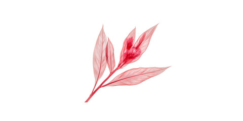 Fototapeta premium Delicate Pink Plant Sprig with Red Accents - Botanical Illustration