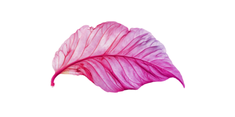 Abstract Pink and Purple Leaf Delicate Floral Design Element