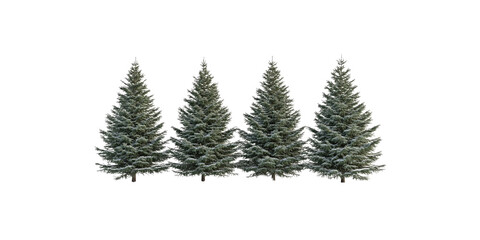 Fototapeta premium Four Majestic Evergreen Trees in a Row, Isolated on Transparent Background