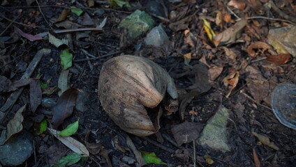 old coconut falls to the ground