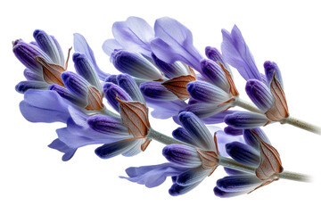 Fototapeta premium Lavender Bloom: A close-up image of lavender blossoms, showcasing the delicate petals in varying shades of purple and green, capturing the essence of natural beauty and tranquility.