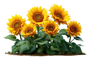 Obraz premium Golden Blooms of Sunflower: A vibrant collection of sunflowers basks in the warm sunlight, its golden petals a symbol of joy and vitality. Capturing the beauty of summer and the power of nature.