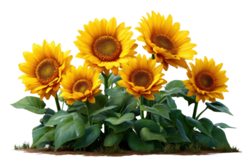 Golden Blooms of Sunflower: A vibrant collection of sunflowers basks in the warm sunlight, its golden petals a symbol of joy and vitality. Capturing the beauty of summer and the power of nature.