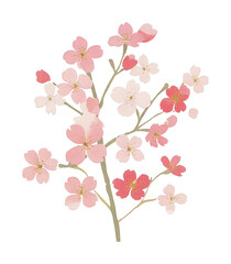 Fototapeta premium Cherry blossom branch with pink and white flowers, cut out - stock png.