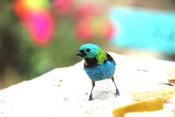 ave saíra sete cores - Tangara seledon