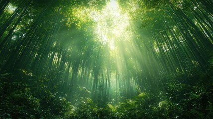 Obraz premium Lush bamboo forest, sunlight beams
