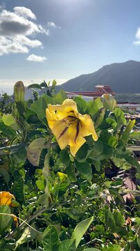 Yellow Cup Of Gold Vine or Solandra maxima flower in the tropical garden of Tenerife, Canary Islands,Spain. Blooming Golden Chalice Vine plant close up, vertical video