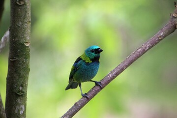 ave saíra sete cores - Tangara seledon