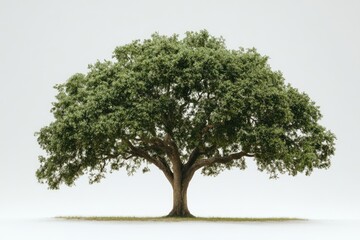 Obraz premium Majestic tree against a plain background