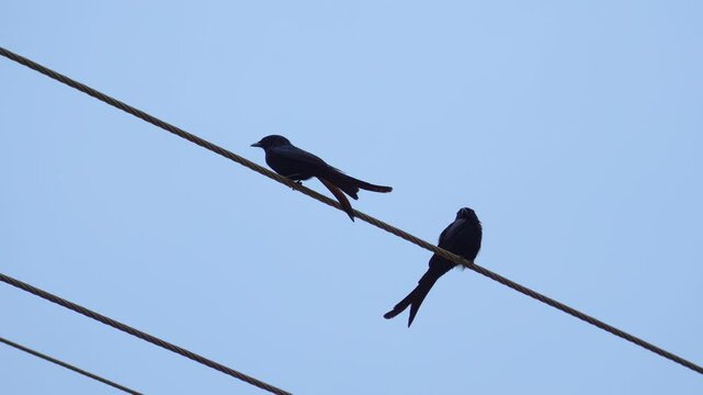 The black drongo bird in urban environment