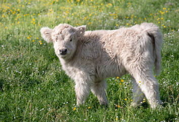 Obraz premium A young Highland calf stands in a meadow of buttercups. The calf has a light coat and looks curiously to the side.