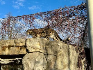 A snow leopard, also known as an irbis, rests calmly in its zoo enclosure. Its thick spotted fur...