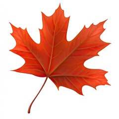 Obraz premium Vibrant autumn maple leaf. Detailed illustration of a single, bright reddish-orange maple leaf against a white background. Leaf veins and textures are clearly depicted