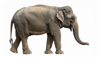 Fototapeta premium elephant isolated on white background.