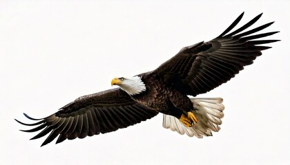 Obraz premium Bald eagle flying isolated on white background.