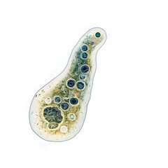 Fototapeta premium Amoeba proteus seen under microscope, isolated on a white background.