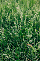 Lush green grass with delicate blades swaying gently in the afternoon breeze in a sunny park setting