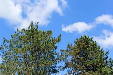 Tall pine trees with blue sky in spring