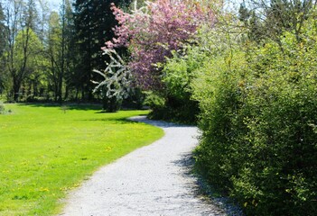 Winding path under the cherry blossom in a park