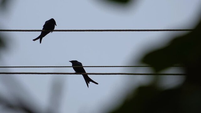 The black drongo bird in urban environment
