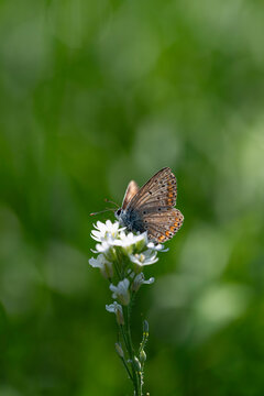 Modraszek ikar (Polyommatus icarus)