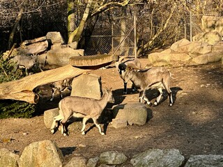 A group of mouflons standing and resting on large rocks within their zoo enclosure. They display...