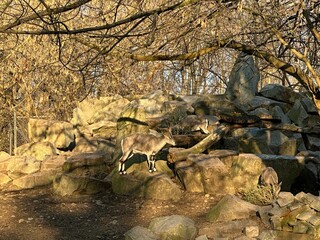 A group of mouflons standing and resting on large rocks within their zoo enclosure. They display...
