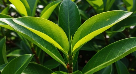 Obraz premium Green leaves sprouting representing growth and freshness, with sunlight highlighting leaf edges