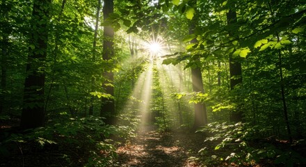 Obraz premium Sunlit forest path representing natural beauty and tranquility, with green foliage and bright rays