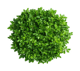 Naklejka premium Lush green plant with vibrant leaves in round formation, cut out - stock png.