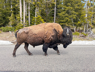Bison in Yellowstone National Park with side view & mouth open walks on the road head bent down...