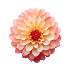 Natural Dahlia Flower with Gradient Pink to White Petals on Transparent Background

