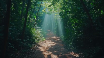 Fototapeta premium Sunbeams Illuminating a Forest Path