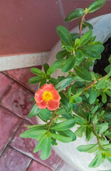 Wingpod Purslane Flower Glows Amid Lush Green Leaves