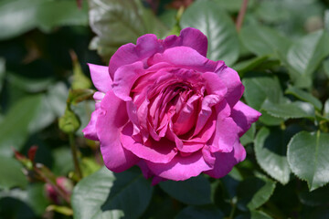 シャルト・ルーズ・ドゥ・パルム　バラの花