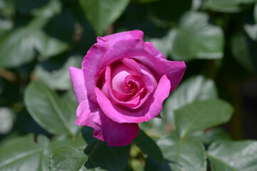 シャルト・ルーズ・ドゥ・パルム　バラの花