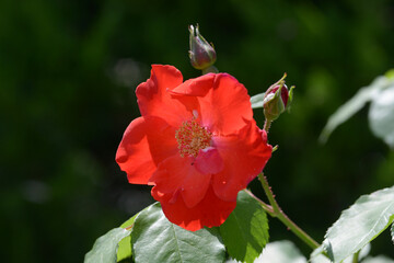 つるサラバンド　バラの花