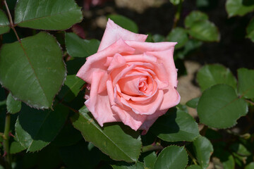 ドルチェ・ヴィータ　バラの花