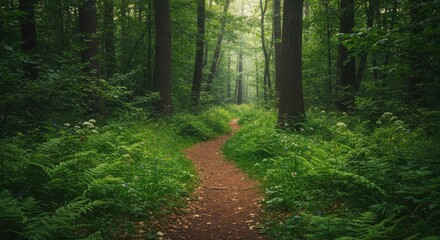Obraz premium Forest path leading to serenity and tranquility, surrounded by lush greenery