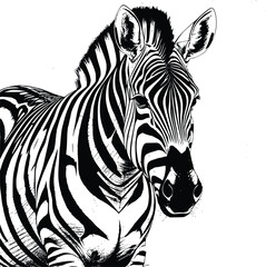 Fototapeta na wymiar Zebra illustration on white background