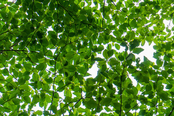 green leaves background