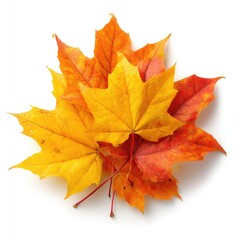 Obraz premium Autumn leaves in vibrant colors
