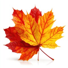 Obraz premium Autumn leaves