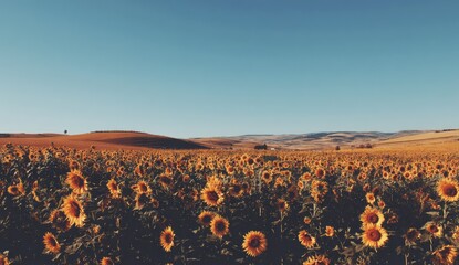 Sunflowers field, vast landscape