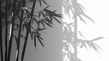 Obraz premium Light and shadow of bamboo leaves from a bamboo forest on a white wall, Chinese style