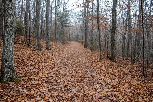 Serene forest path covered in autumn leaves, surrounded by bare trees in a misty atmosphere