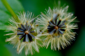 Macro photo of wild grass flowers in Southeast Asia, tropical climate