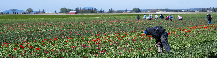 Tulip bulb farming and agriculture, manual labor removing flowers from tulips in farm field on a sunny spring day, work done to encourage bulb growth
