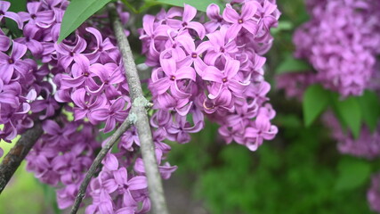 Obraz premium Pink and Purple Lilac Flowers